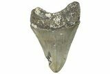 Bargain, Fossil Megalodon Tooth - Serrated Blade #297280-1